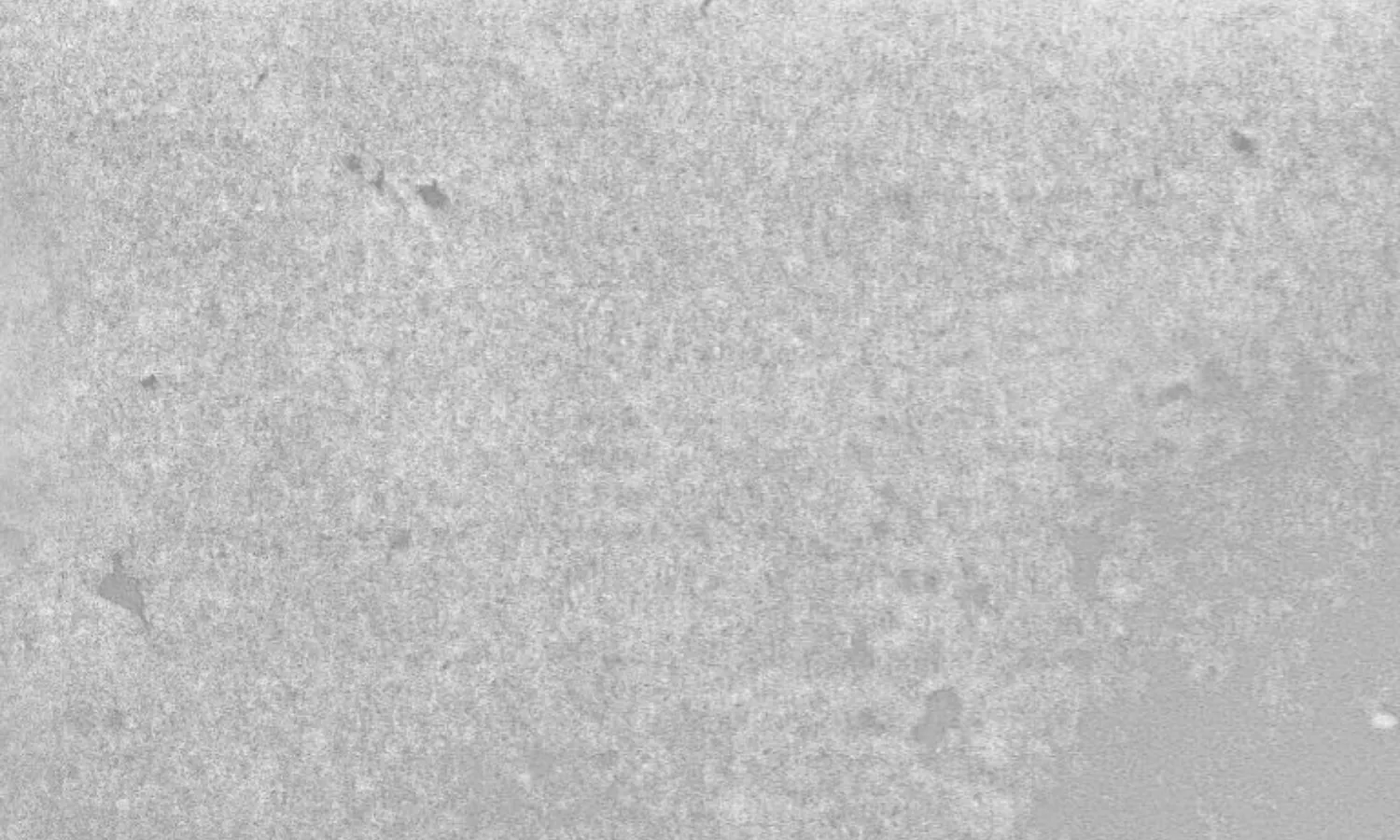 Homogeneous dough result from Sobatech high-shear wing-shaped mixing tools