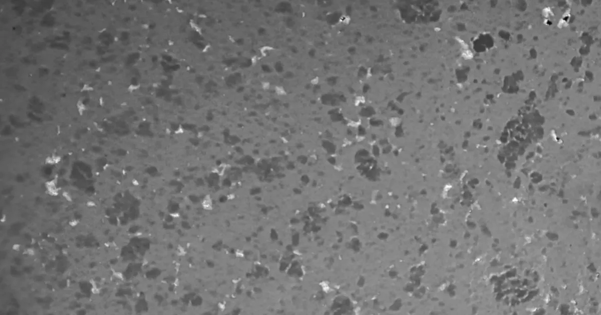 Dough homogeneity: how Sobatech measures mixing quality